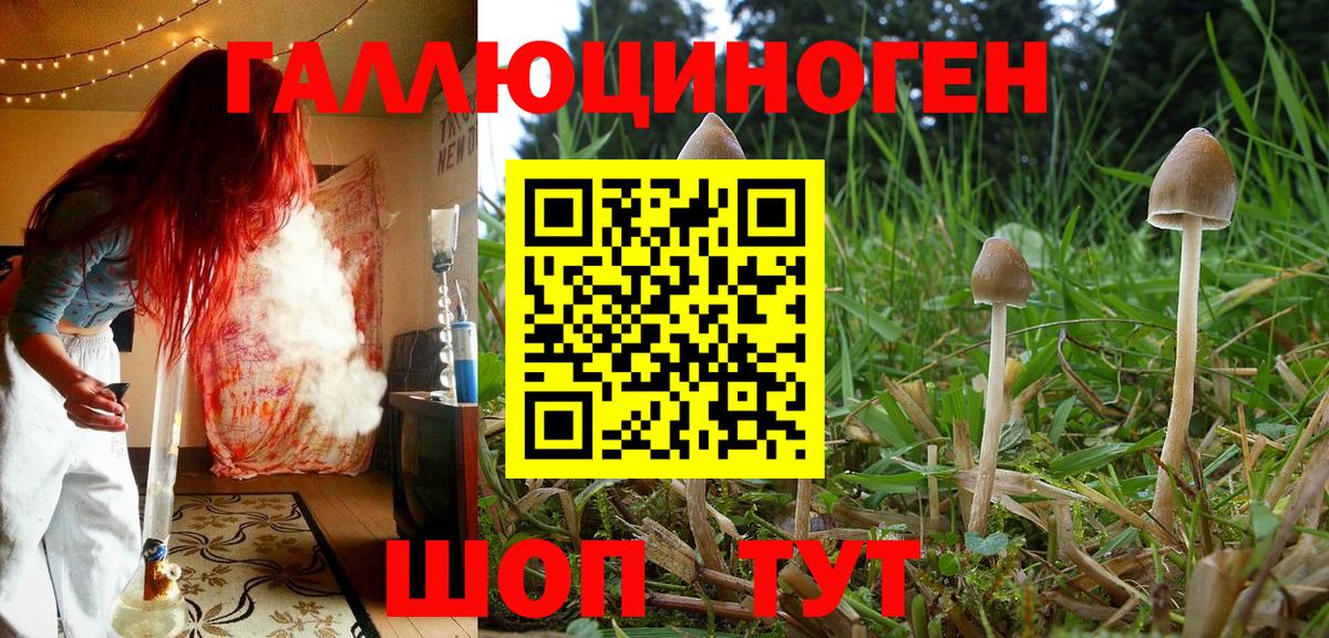 Галлюциногенные грибы Psilocybe Находка